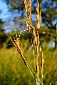 Image result for Tristachya