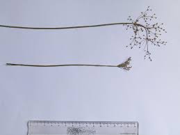 Image result for Fimbristylis quinquangularis
