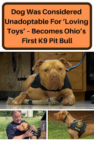 Pin On Pit Bull
