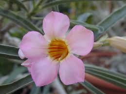 Image result for Adenium oleifolium