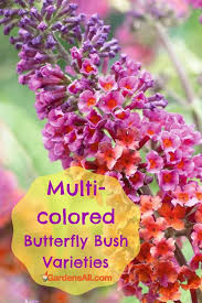 We did not find results for: Butterfly Bush Varieties Pruning And Care Gardensall