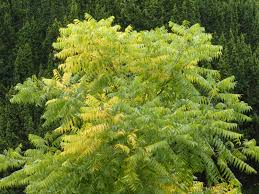 Image result for Sapindus