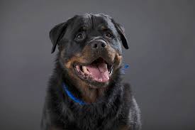 100 Pound Rottweiler Shot After Allegedly Attacking 8 Year Old Girl