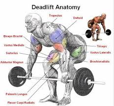 Because the romanian deadlift is a serious lift, it can be incredibly taxing on the body, which is why jones says it's best to do it toward the start of your workout. The Best Exercises For Fat Loss Rino Fitness