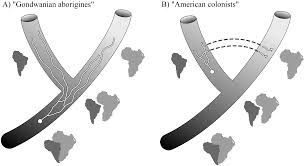 Image result for Triaspis hypericoides