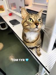 ‪Cats Needing Homes | Lothian Cat Rescue‬‏