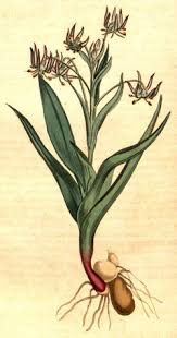 Image result for Ornithoglossum viride