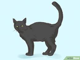 Black cats in western history have often been looked upon as a symbol of evil omens. How To Interpret A Dream Involving Cats 13 Steps With Pictures