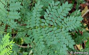 Image result for Tragia adenanthera