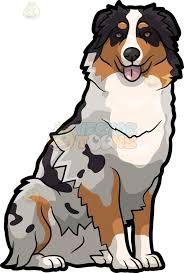 Australian Shepherd Black Brown White Dog Breeds Pin On Vector Illustrations