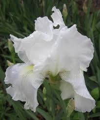Today, the iris is grown in gardens as an ornamental plant, and is grown on larger areas for the production of iris flowers. Growing Irises Planting Caring For Iris Flowers Garden Design