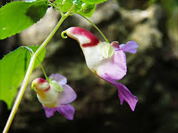 It probably came over during colonial times, when the settlers sewed the wildflower on. Flowers That Look Unbelievably Similar To Something Else Passion For Flowers
