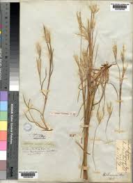 Image result for Andropogon eucomus