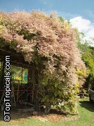 Image result for Congea