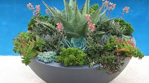 Tough and reliable in cold winter climates. Succulents For Northerly Climates Part 2 Sedums And More Youtube Succulents Custom Planters Growing Succulents