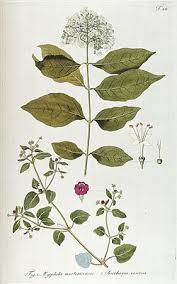 Image result for Boerhavia coccinea