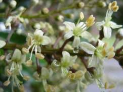 Image result for Bersama lucens