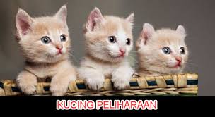 Teks Nonfiksi Tentang Hewan Herbivora Dan Carnivora