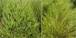 Image result for Urochloa