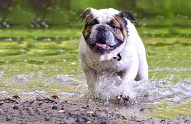 The olde english bulldogge is a cross between a purebred english bulldog, american bulldog, american pit bull terrier, and bullmastiff. English Bulldog Description Energy Level Health Image And Interesting Facts