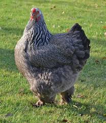 Brahma Poule Recherche Google Poule Poules Et Poussins Animaux Basse Cour Brahma, vorwerk, pékin, cochin, sussex, cream legbar, leghorn, géante de jersey, sabelpoot, poule soie, oie, canard, dindon, expédition par colis sécurisé. pinterest