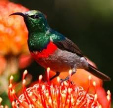 Ultimate Endemics Or Birds And Mammals From Cape Town To Kruger Aves
