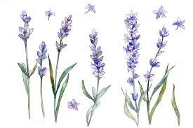 Lavender flowers png spring flowers border png pretty flowers png hippie flowers png watercolor flowers png flowers png. Sweet Purple Lavender Flower Png Watercolor Set 111141 Illustrations Design Bundles