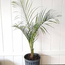 Image result for Dypsis decaryi