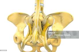 Image result for vyhřezlá ploténka