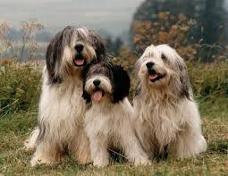 Maybe you would like to learn more about one of these? Polskie Owczarki Nizinne Polish Lowland Sheepdogs Dog Breeds Polish Lowland Sheepdog Unusual Dog Breeds
