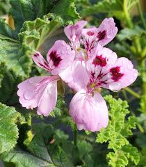 Image result for Pelargonium