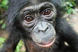 Simon green (born 30 march 1976), known by his stage name bonobo, is a british musician, producer, and dj based in los angeles. Bonobos Helfen Auch Fremden Menschenaffen Erweisen Unbekannten Artgenossen Gefalligkeiten Scinexx De