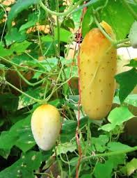 Cucumber salads or even cucumber soup, there are so many ways to use these delicious vegetables. Pin On Productos
