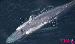 تعرف على الحوت الازرق أكبر حيوان في العالم