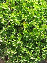 Image result for Centella glabrata