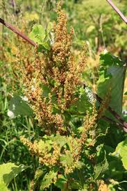 Image result for Rumex ruwenzoriensis