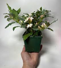 Image result for Mitriostigma axillare