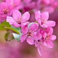 Rose, hydrangea, azalea, lilac, gardenia, rhododendron, holly Best Spring Flowering Trees For The Denver Foothills