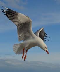 Pin By Barbaramarie On Nature In 2020 Birds Flying Sea Birds Birds Painting