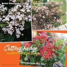 Feb 04, 2021 · as petrol models are typically more powerful than cordless or electric hedge trimmers, they're perfect for maintaining larger garden spaces and tougher plants. Modern Fast Growing Plants For Hedges And Screening About The Garden Magazine