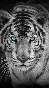 Tiger Wallpaper Hd Download For Mobile Newbets Looking for the best black and white tiger wallpaper? tiger wallpaper hd download for mobile