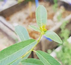 Image result for Euphorbia guerichiana