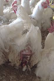 Also known as abdominal distension, there are a number of causes of a swollen belly (abdomen) in cats such as fluid, a tumour, gas, obstruction or worms. Prolapse Of The Oviduct In Poultry Poultry Veterinary Manual