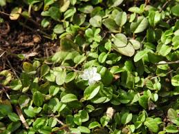 Image result for Evolvulus nummularius