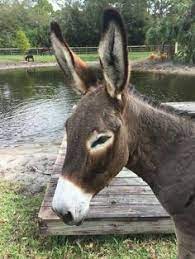 269 Best Joels Donkeys Images Cute Donkey Donkey Miniature Donkey