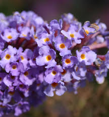 Image result for Komule empire blue