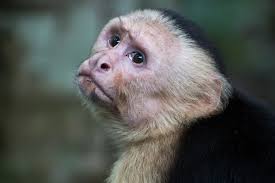 White-Headed Capuchin