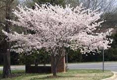 Check spelling or type a new query. 28 Zone 4 Trees Ideas Plants Flowering Trees Trees To Plant