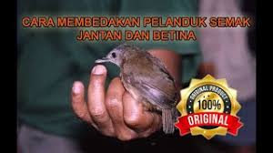 Mengenal lebih dekat burung gunung si flamboyan di lengkapi dengan perbedaan jantan dan betina. Pelanduk Semak Horsfield S Babbler Malacocincla Sepiaria Pinhome