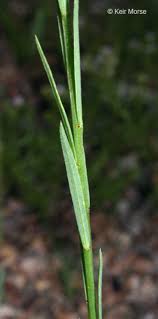 Image result for Limeum sulcatum